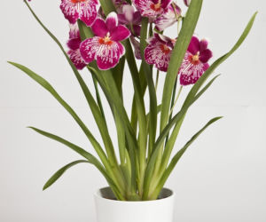 Miltonia storczyk