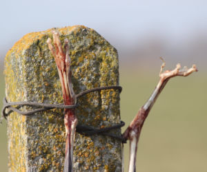 OBRZYDLISTWO szczątki zwierząt wisiały na płotach! Co się wydarzyło na byłej fermie? [DRASTYCZNE ZDJĘCIA]