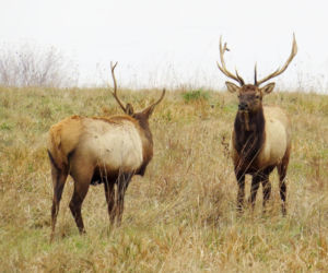 Łosie coraz częściej wchodzą do miast. Ekspert wyjaśnia przyczyny i zagrożenia