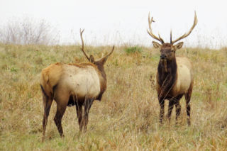 Łosie coraz częściej wchodzą do miast. Ekspert wyjaśnia przyczyny i zagrożenia