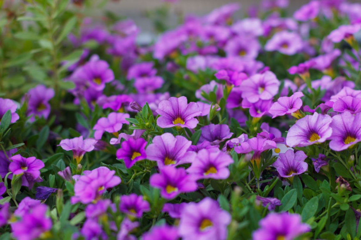 Calibrachoa