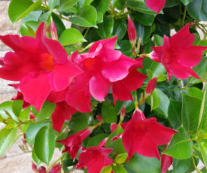 Mandewilla/Dipladenia