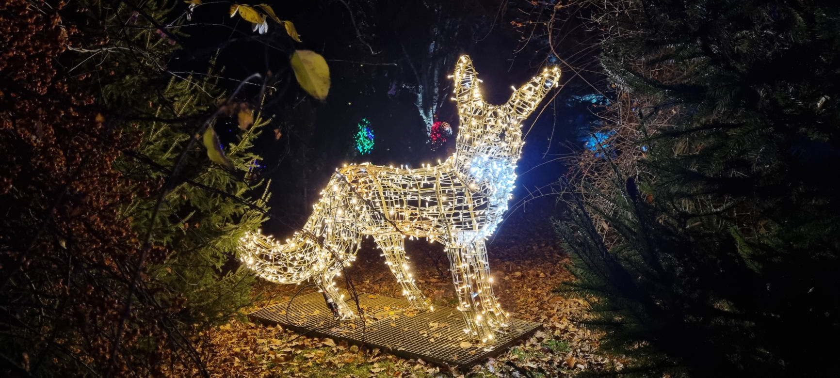 Ogród Botaniczny po zmroku zamienia się w magiczny ogród [GALERIA]