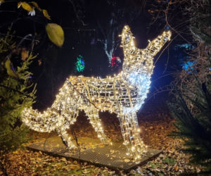 Ogród Botaniczny po zmroku zamienia się w magiczny ogród [GALERIA]