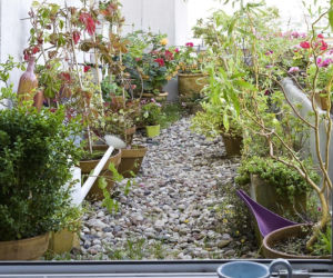 Kwiaty na balkon: modowe hity roślin na taras i balkon w 2014 roku!