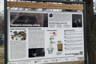 W Lublinie można spotkać latające ssaki. Zobacz gdzie