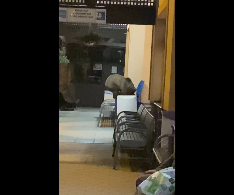 Proszę państwa, oto miś! Zwierzak zanurkował do kosza na śmieci na... dworcu kolejowym