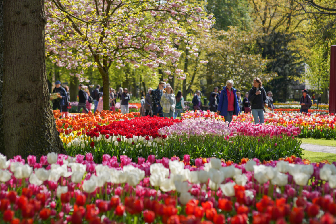 Ogród Keukenhof w Holandii