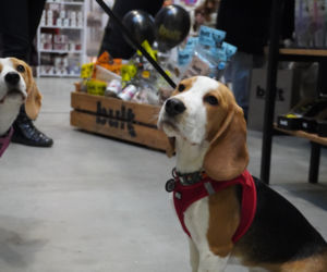 Międzynarodowa Wystawa Psów Rasowych Duo Cacib Kielce 2025