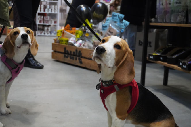 Międzynarodowa Wystawa Psów Rasowych Duo Cacib Kielce 2025