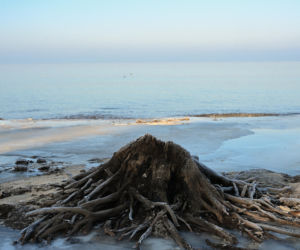 Pradawny las wynurzył się z Bałtyku! Niesamowite odkrycie na plaży. Turyści przecierają oczy ze zdumienia