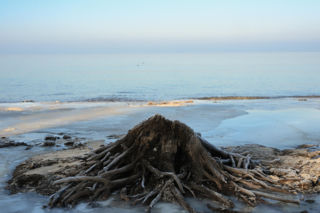 Pradawny las wynurzył się z Bałtyku! Niesamowite odkrycie na plaży. Turyści przecierają oczy ze zdumienia