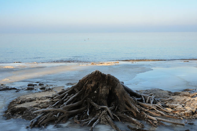 Pradawny las wynurzył się z Bałtyku! Niesamowite odkrycie na plaży. Turyści przecierają oczy ze zdumienia
