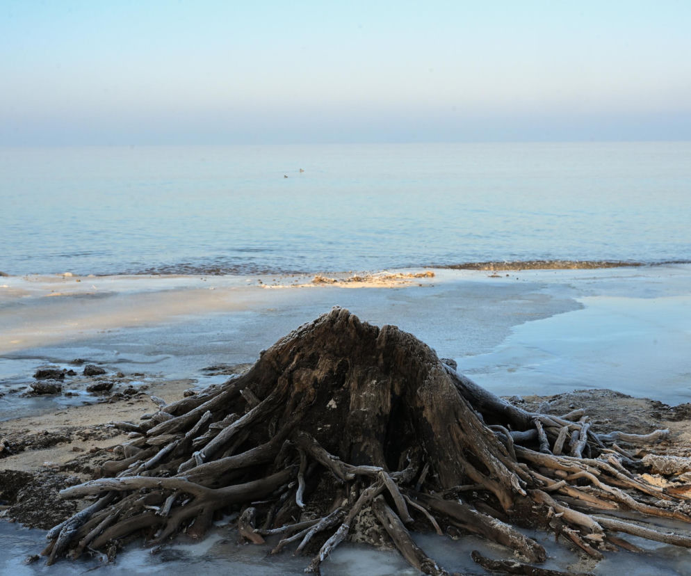 Bałtyk odsłonił las sprzed tysięcy lat