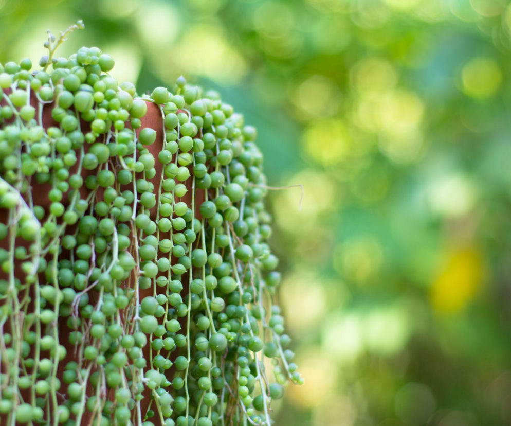 Starzec Rowleya wygląda jak sznur zielonych pereł