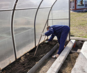 Jak odkwasić glebę w tunelu foliowym lub w szklarni?