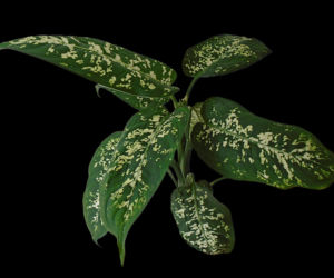 Diffenbachia