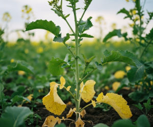 Azot nie działa w rzepaku? To może być sygnał