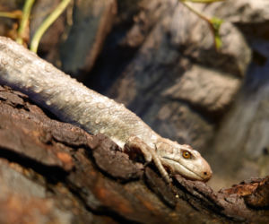 We wrocławskim zoo urodziły się scynki nadrzewne