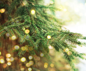 Jaka choinka pachnie najmocniej?