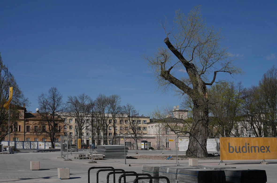 Walczący Baobab
