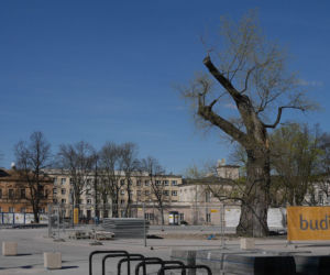 Walczący Baobab