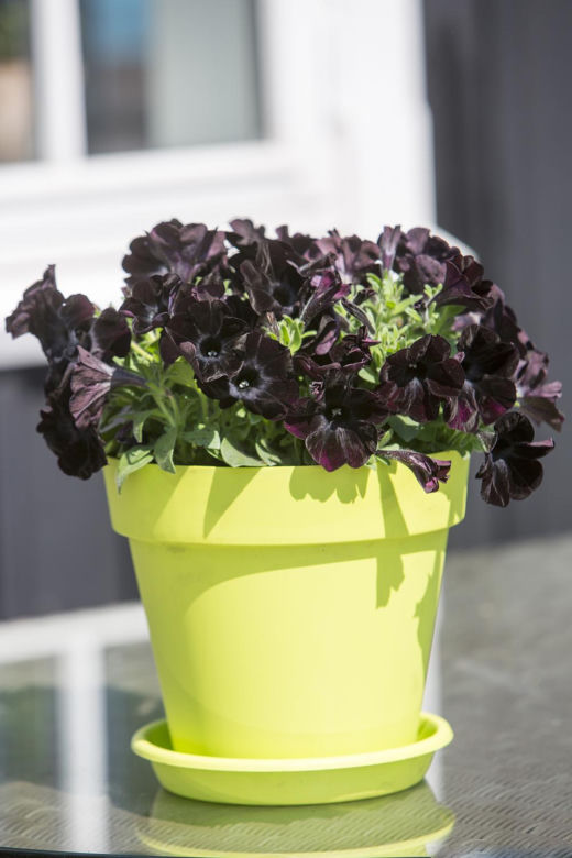 Petunia