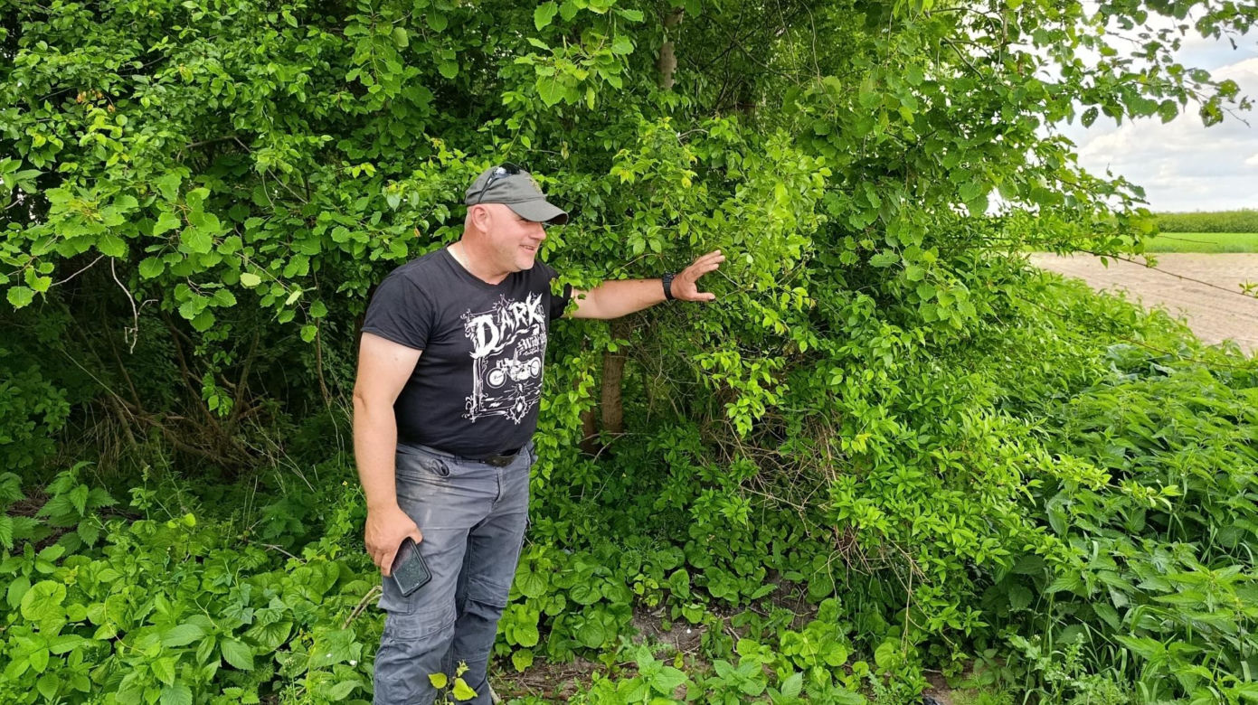 Żurawie zjadły mi kukurydzę