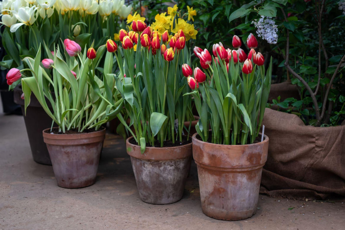 Tulipany w donicach