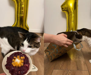 Rok temu walczył o życie. Dziś kot Panduś świętuje rocznicę w nowym domu [GALERIA]