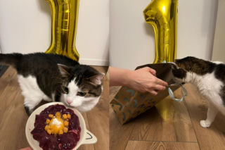 Rok temu walczył o życie. Dziś kot Panduś świętuje rocznicę w nowym domu