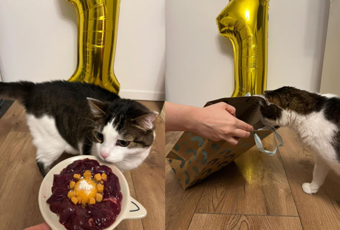 Rok temu walczył o życie. Dziś kot Panduś świętuje rocznicę w nowym domu