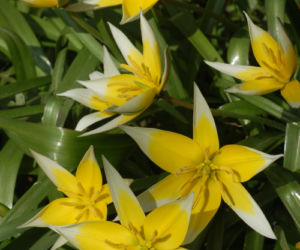 Galeria: Tulipany różne (m.in. botaniczne)