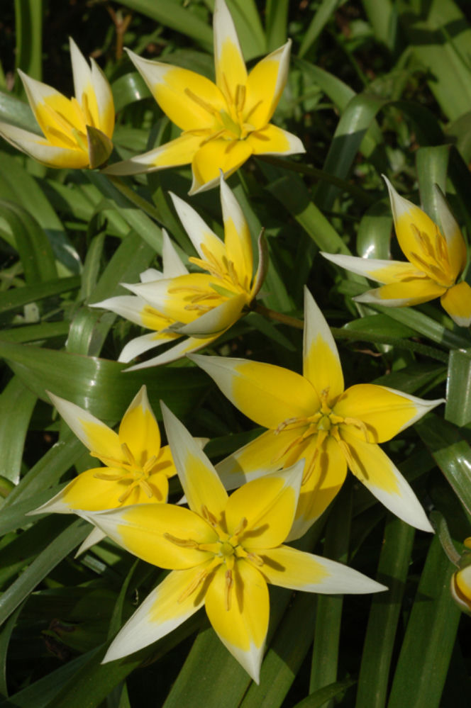 Galeria: Tulipany różne (m.in. botaniczne)
