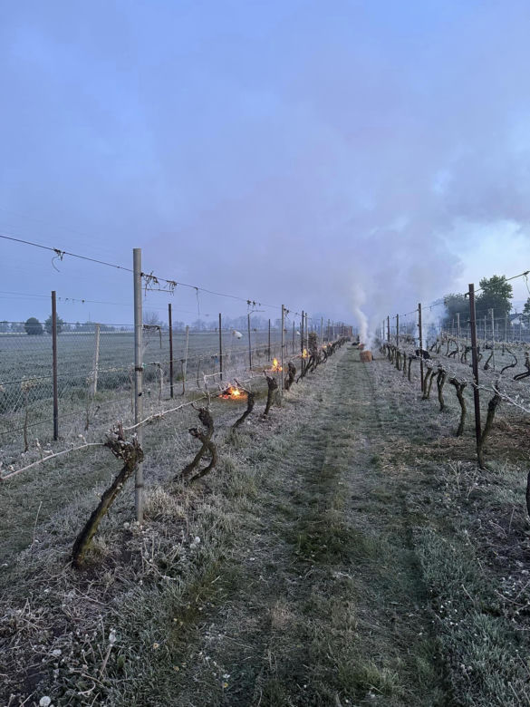 Ogromne straty rolników i sadowników. Kwietniowe mrozy zniszczyły całe plantacje. „To był kataklizm”