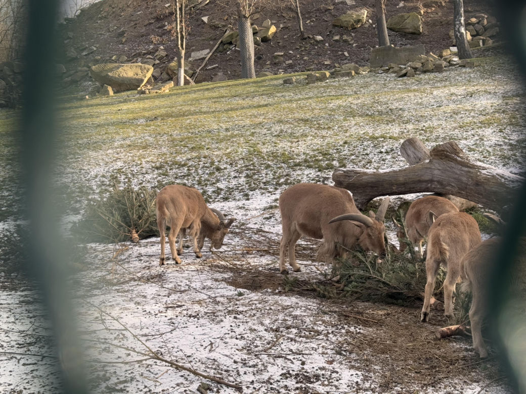 Czy warto jechać do ZOO Wrocław zimą?