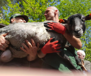 Coroczne strzyżenie owiec w bydgoskim zoo [ZDJĘCIA]