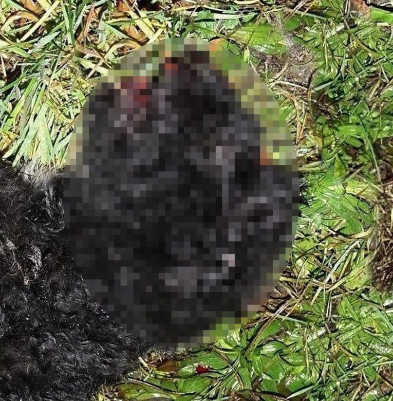 Tadeusz zginął próbując ratować Perełkę. Nocna podróż samochodem zakończona tragedią