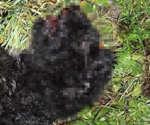 Tadeusz zginął próbując ratować Perełkę. Nocna podróż samochodem zakończona tragedią
