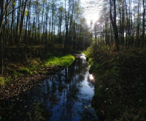 Nysa Kłodzka zagrożona rakotwórczym arsenem