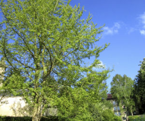 Miłorząb dwuklapowy