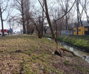 Bobry grasują na mieście [GALERIA]