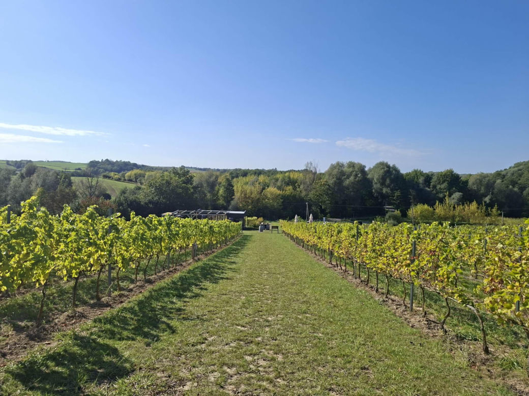 Winnica TERRA