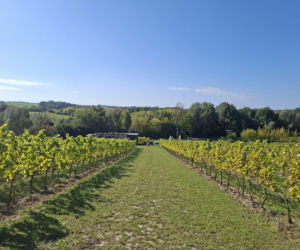 Winnica TERRA