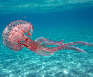 Meduza gigant ugryzła w pupę Miss Anglii! Minuty dzieliły ją od śmierci