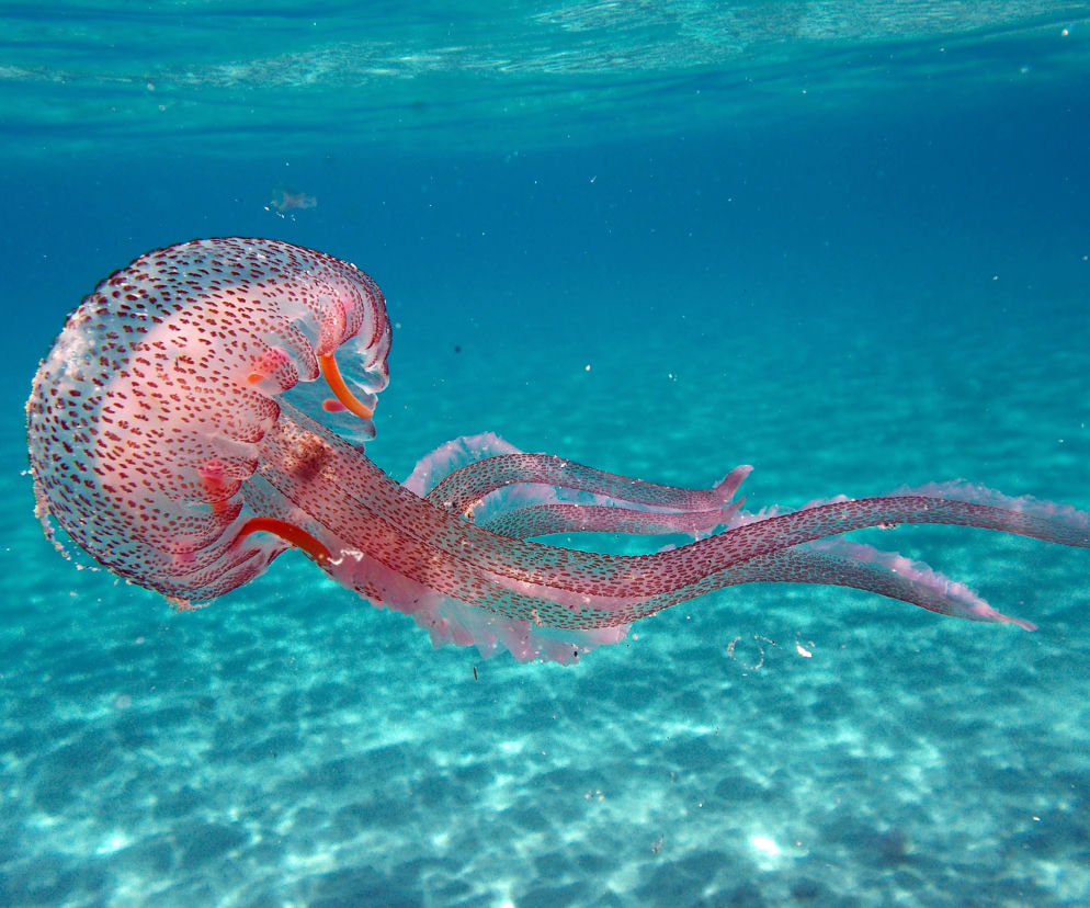 Meduza gigant ugryzła w pupę Miss Anglii! Minuty dzieliły ją od śmierci