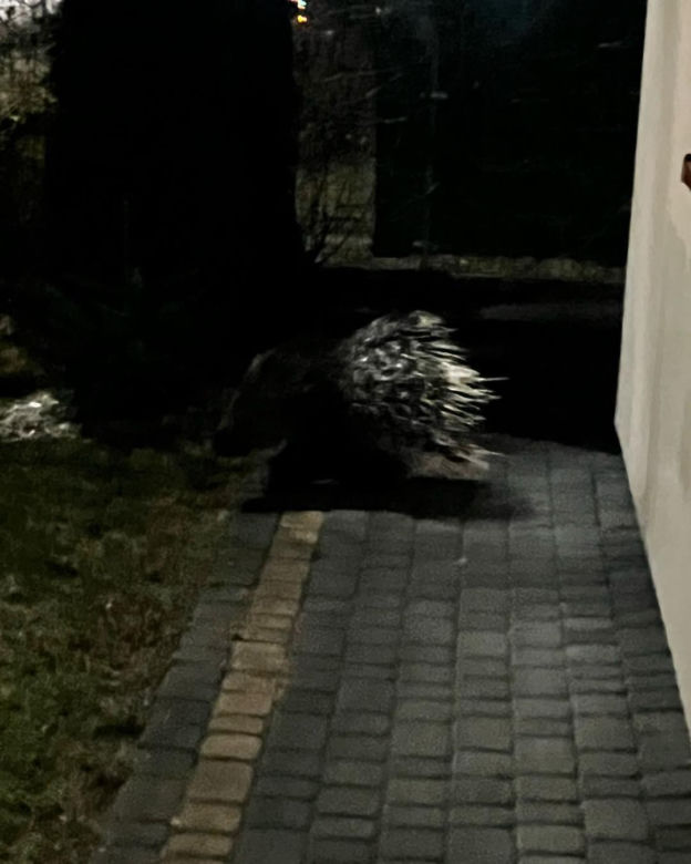 Jeżozwierz widziany na monitoringu