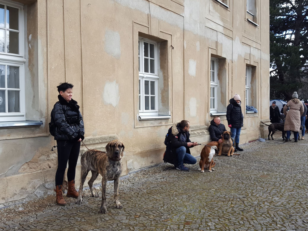 To pierwsza taka wystawa w Rydzynie. Psie piękności koło zamku