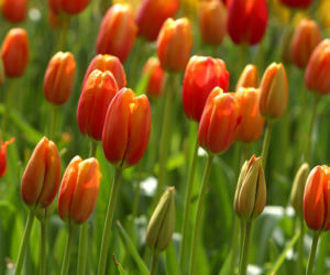 tulipan