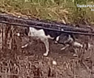 Policja poszukuje właściciela psów. Zagryzły 47 ptaków ozdobnych [ZDJĘCIA]